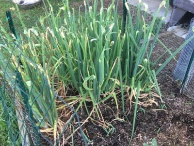 Growing Egyptian Walking Onion Image